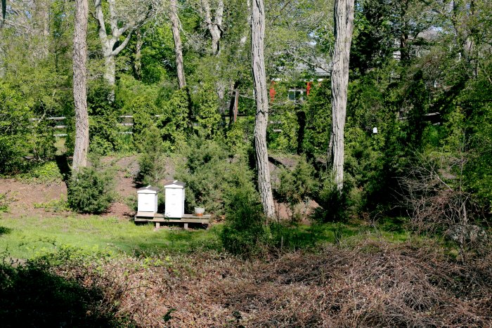Although the backyard left a lot to be desired, there is a lot of potential for a beautiful landscape. (Photo courtesy of Melissa Caughey/Tilly's Nest)